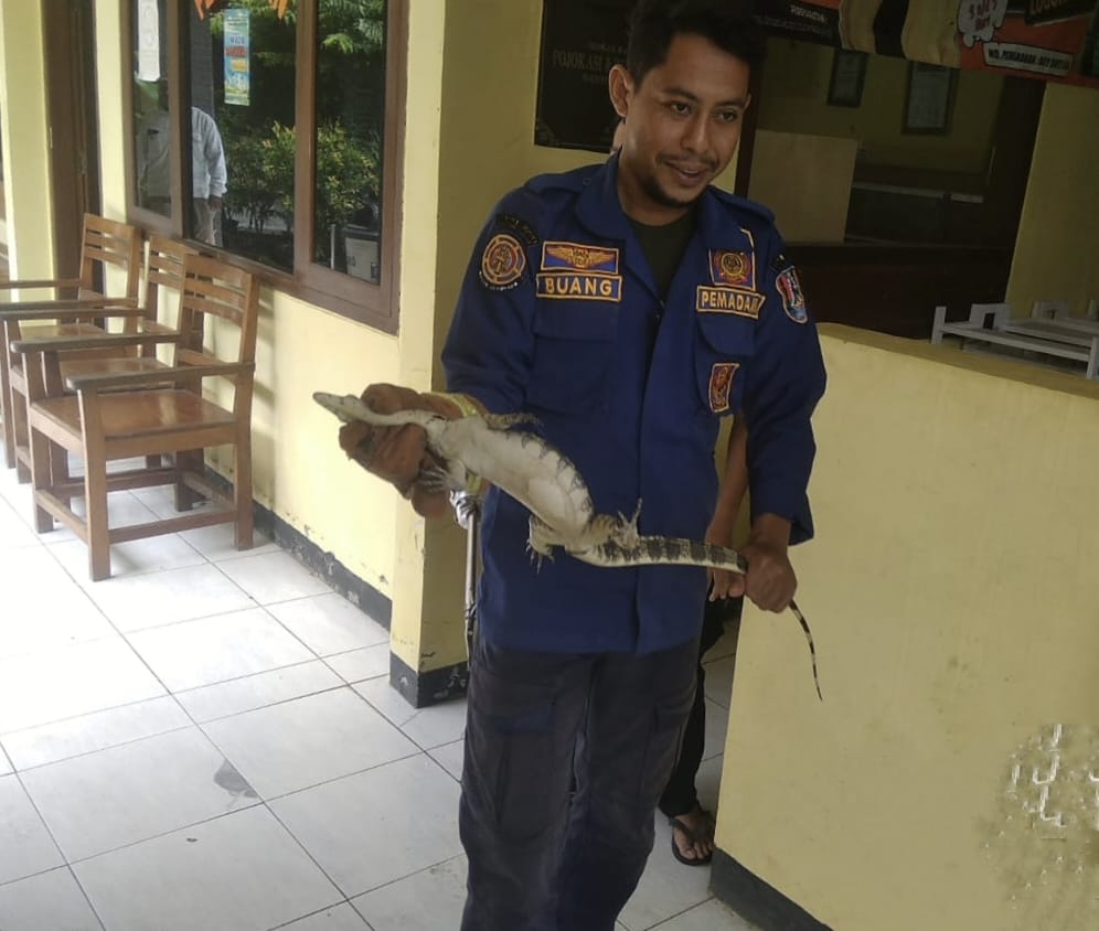 Pegawai Kecamatan Jatirogo Tuban Diteror Biawak