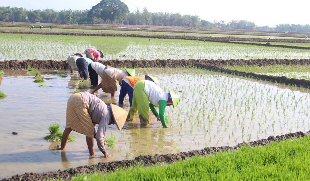 Dampak El Nino terhadap Produksi Padi di Kabupaten Tuban