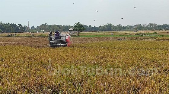 Harga Gabah di Tuban Naik, Tembus Rp780 Ribu Per Kwintal