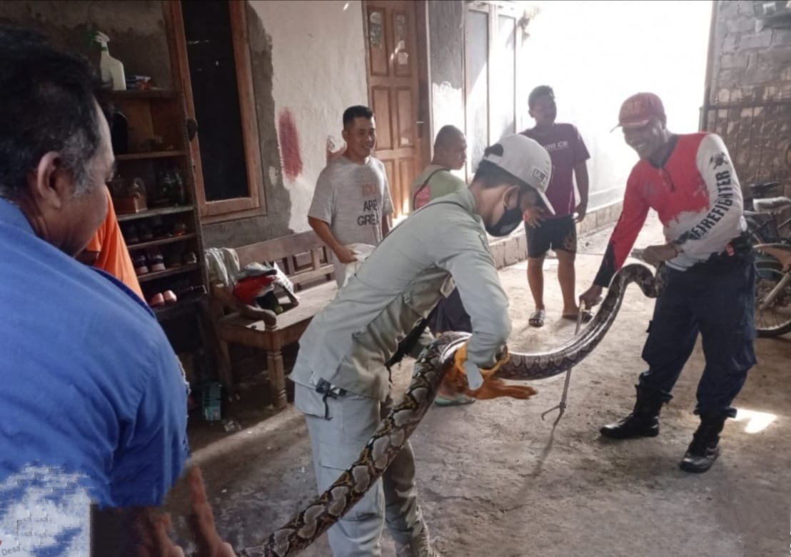 Teror Satu Keluarga di Tuban, Ular Berukuran 3.5 Meter Ditemukan di Tumpukan Jerami