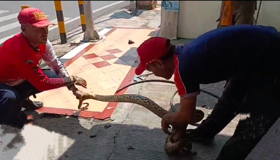 Ular Piton Mengagetkan Karyawan Toko Emas di Tuban
