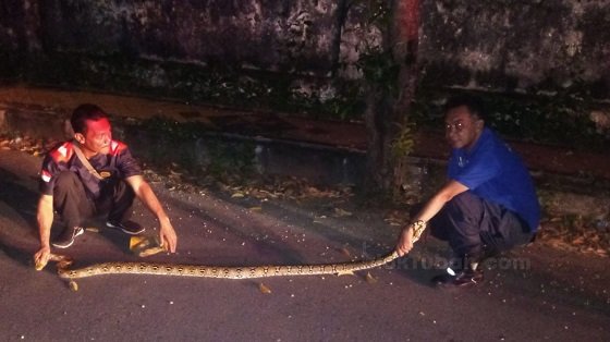 Ular Ukuran 2 Meter Nangkring di Atas Pohon, Damkar Tuban Turun Tangan 
