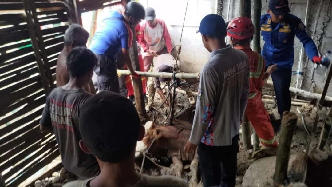 Sapi Terperosok ke Septic Tank di Tuban, Dievakuasi Selama 3 Jam