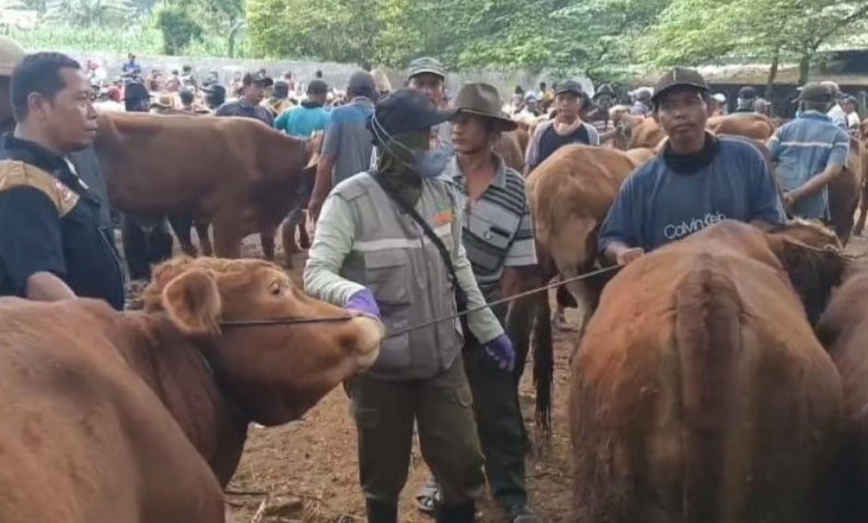 Berburu Sapi Kurban di Tuban, Siap-Siap Rogoh Kocek Rp 26 Juta!