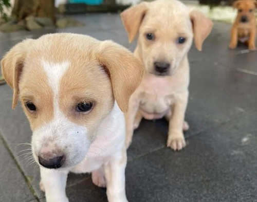Hukum Seorang Muslim Pelihara Anjing