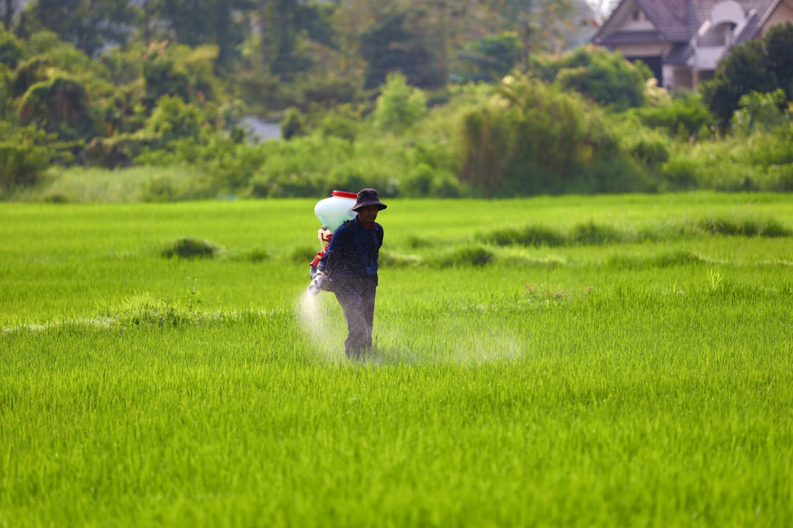 Marak Gebyar Diskon Pupuk, Petani Tuban Masih Sambat Kekurangan Pupuk