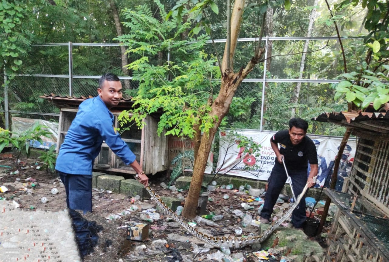 Ular Piton Mangsa Ayam Warga Singgahan Tuban