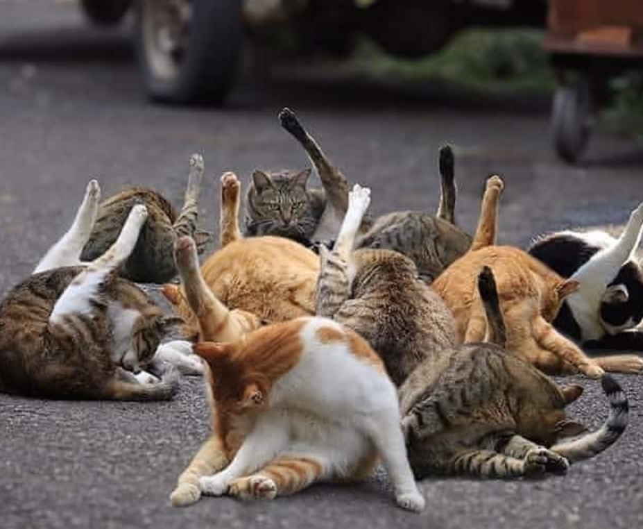 Batalkah Salat Ketika Dijilati Kucing?