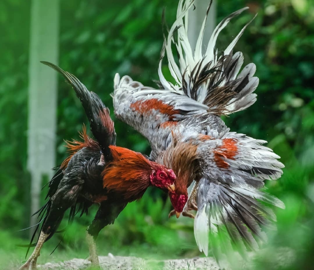 Polres Tuban Selidiki Kasus Sabung Ayam yang Libatkan Oknum Pensiunan Polisi