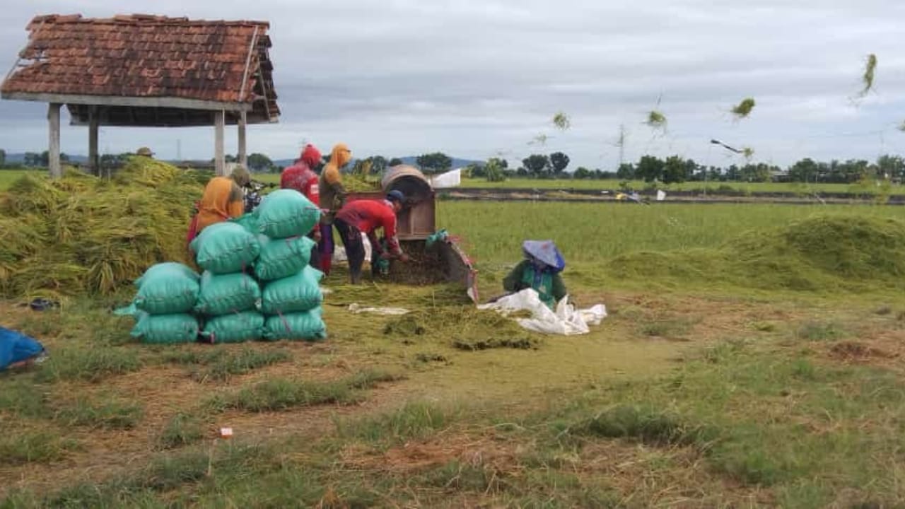 Hasil Panen Padi di Tuban Merosot, Petani Lega Harga Masih Stabil