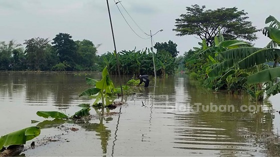 Aktivitas Warga Tersendat Gara-gara Banjir Bengawan Solo di Tuban