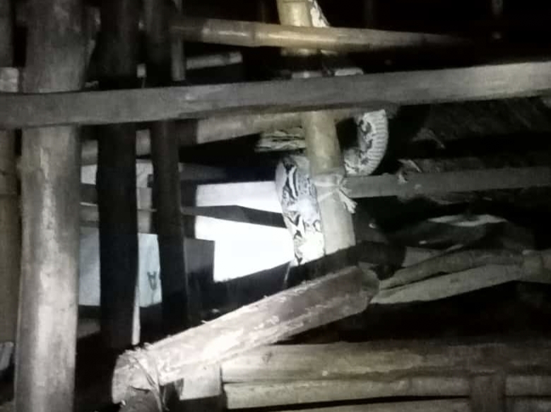 Lagi, Ular Piton Sembunyi di Kandang Ayam Tuban Dievakuasi