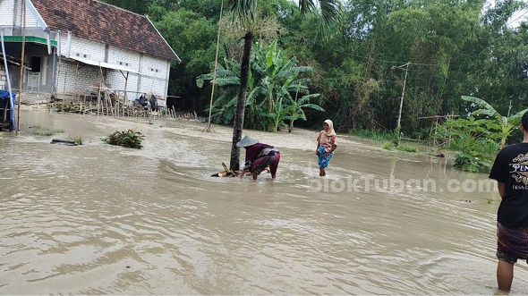 Sungai Bengawan Solo Meluap, Desa Patihan Tuban Dilanda Banjir