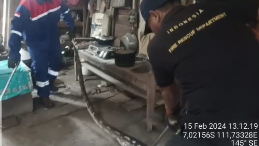 Masuk Dapur, Ular Piton Mangsa Ayam Ternak di Tuban