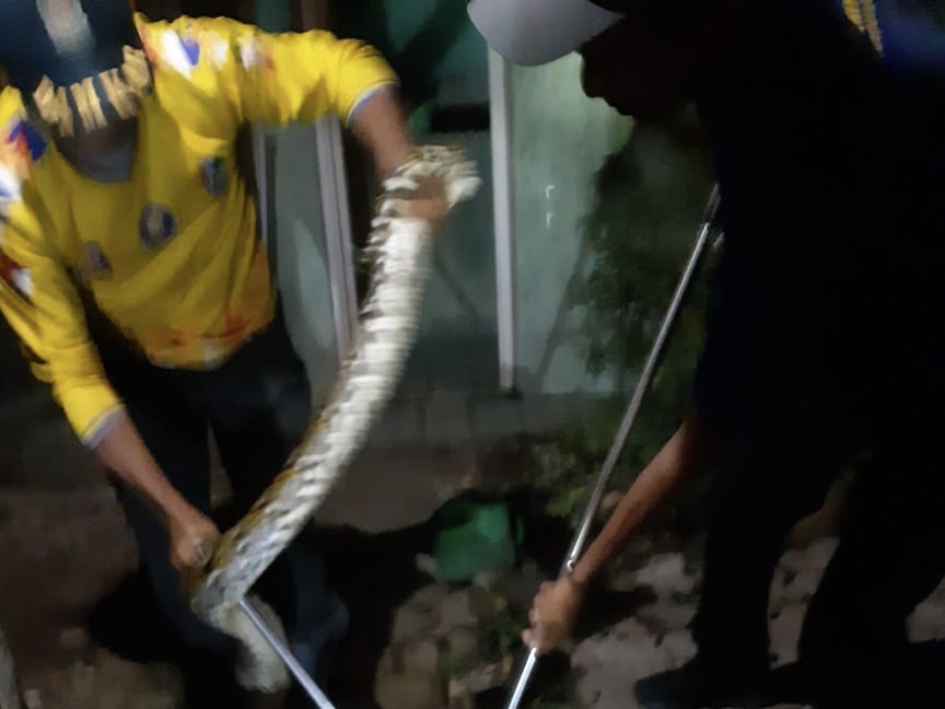 Ular Piton Teror Warga Kutorejo Tuban, Dua Ekor Ayam Dimangsa Hidup-hidup
