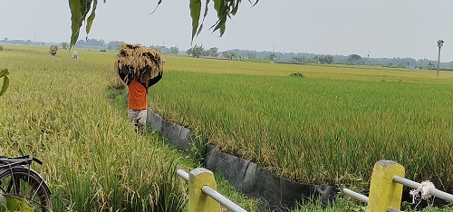 Musim Panen, Petani Tuban Keluhkan Harga Padi Anjlok