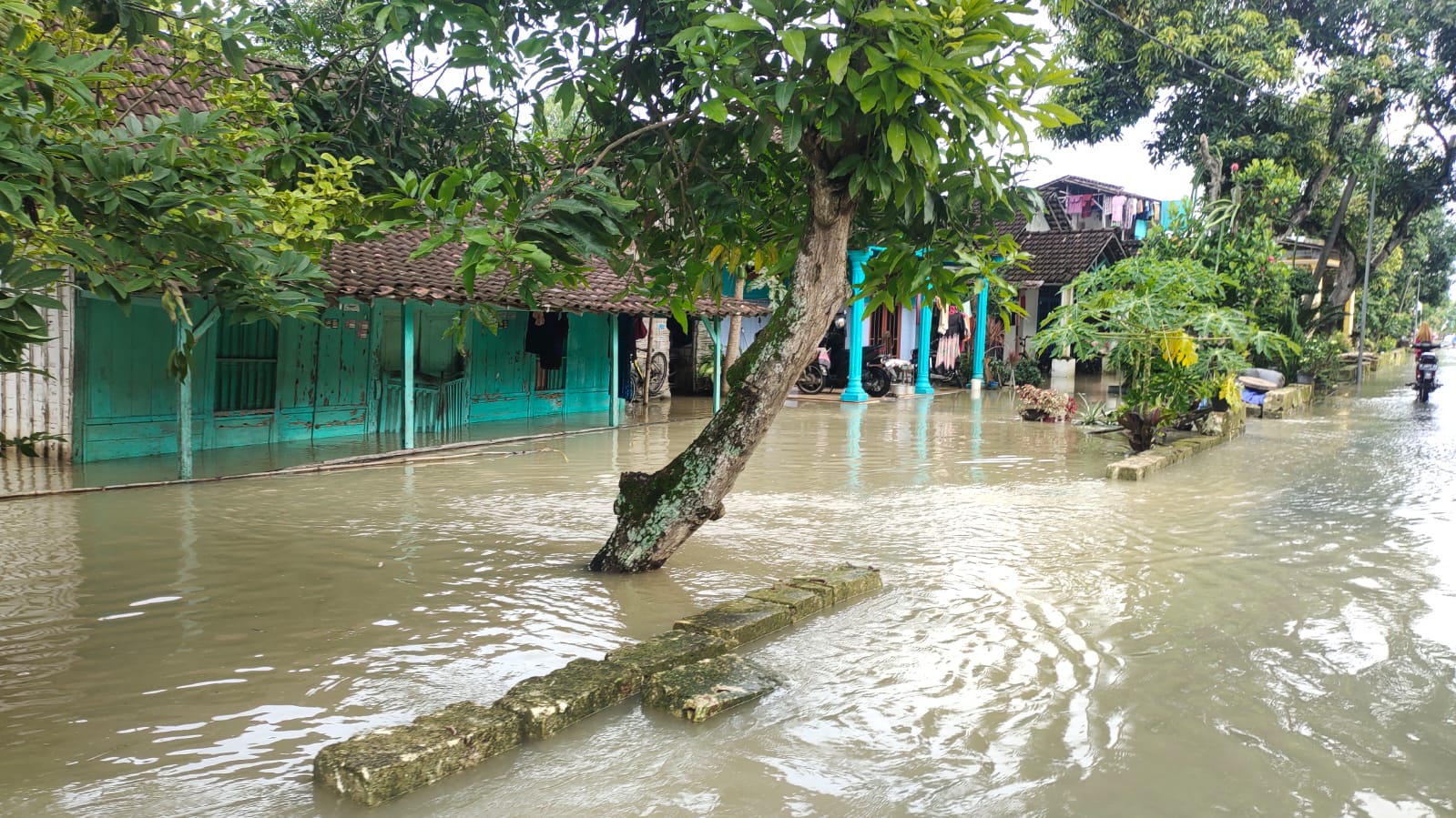 Debit Air Bengawan Solo Naik, 45 Keluarga di Desa Patihan Tuban Terendam Banjir