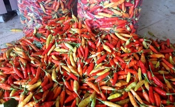 Harga Cabai di Tuban Terus Turun, Terendah Rp35.000/Kg