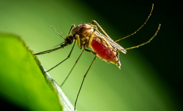 Jangan Abaikan Mual hingga Nyeri Otot, Bisa Jadi Gejala Demam Berdarah Dengue