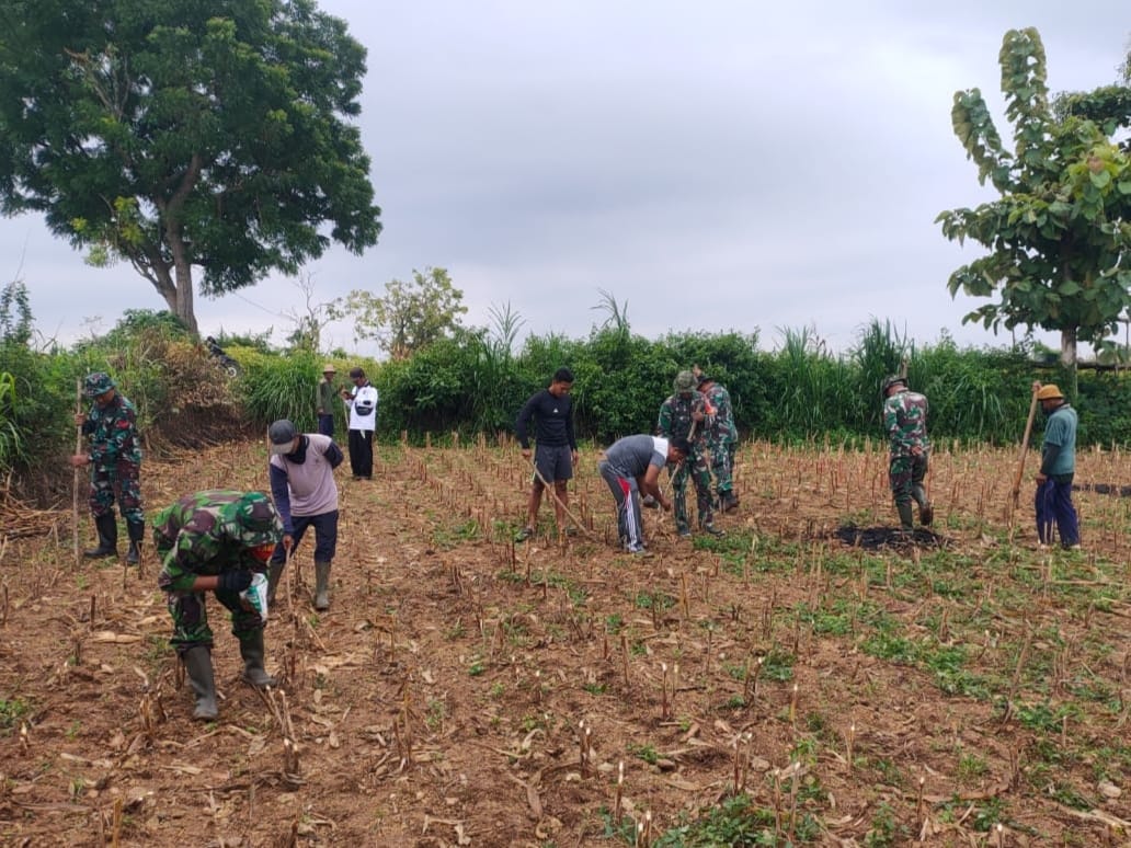 Kades Sukoharjo Apresiasi Program Ketahanan Pangan Koramil Bancar, Masyarakat Semakin Produktif