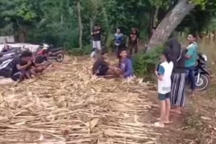 Warga Dawung Tuban Geram, Protes Menumpuk Pohon Jagung Tengah Jalan Rusak!