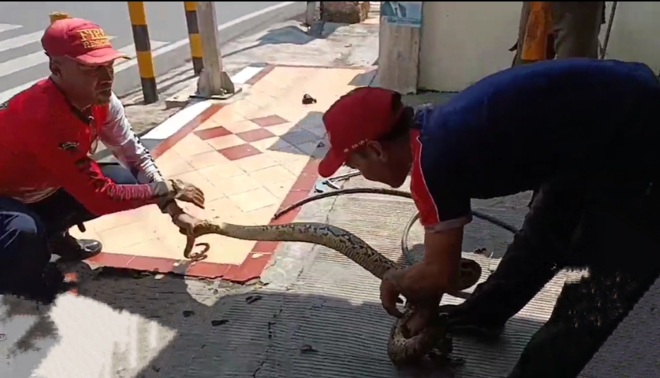 Ular Piton Mengagetkan Karyawan Toko Emas di Tuban