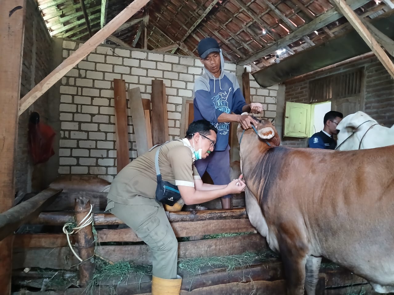 6 Sapi di Tuban Dilaporkan Mati Mendadak, Wabah PMK Merebak Lagi