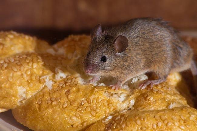Mewaspadai Leptospirosis di Tuban
