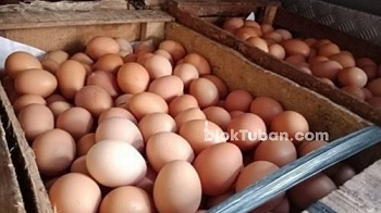 Harga Telur Ayam di Tuban Berangsur Menurun, Kini Dibandrol Rp26 Ribu Per Kilogram