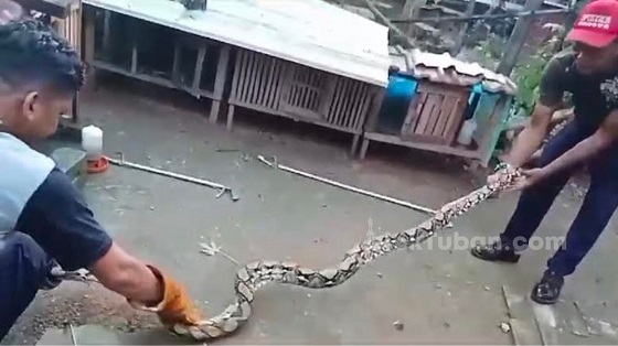 Ular Piton 2,5 Meter Masuk Kandang dan Mangsa Ayam di Tuban