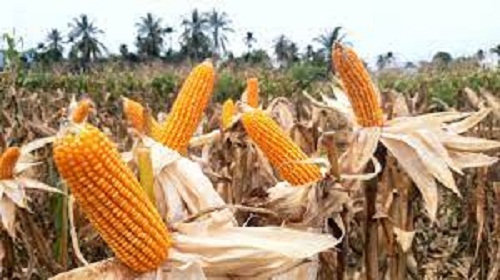 Prakiraan Cuaca Kabupaten Tuban untuk Rabu, 15 Mei 2024