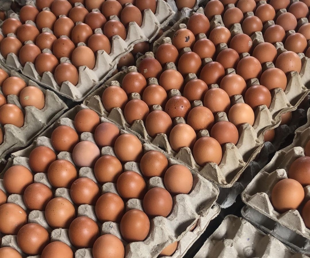 Harga Telur Ayam Ras Turun, Cabai Naik di Tuban