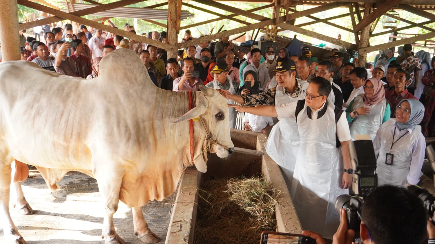 HFS Glourius Farm Siapkan Sapi untuk Presiden Jokowi pada Idul Adha 2024