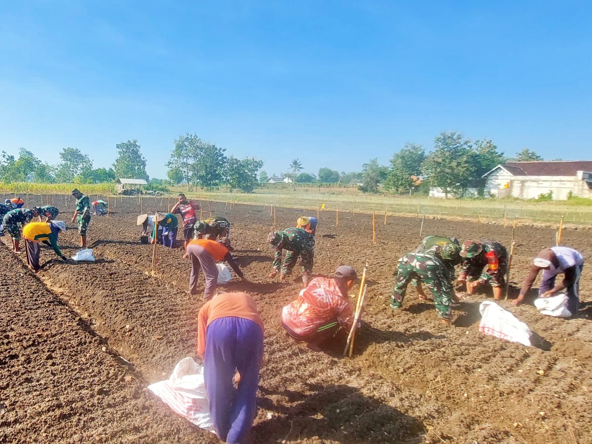 Tanam Bawang Merah untuk Ketahanan Pangan di Desa Ngampelrejo Tuban