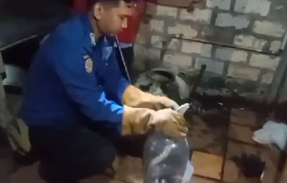 Ular Cobra Muncul dari Saluran Air Dapur Warga Tuban