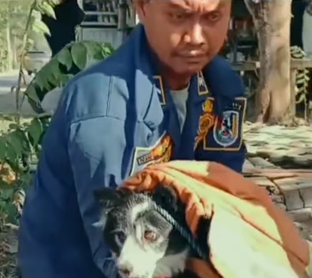 2 Ekor Anjing Liar di Gorong-Gorong Warung Mie Pangsit Diamankan Damkar Tuban