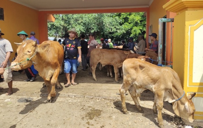 Populasi Sapi Potong Turun, Tuban Tetap Jadi Penghasil Ternak Terbanyak di Jatim