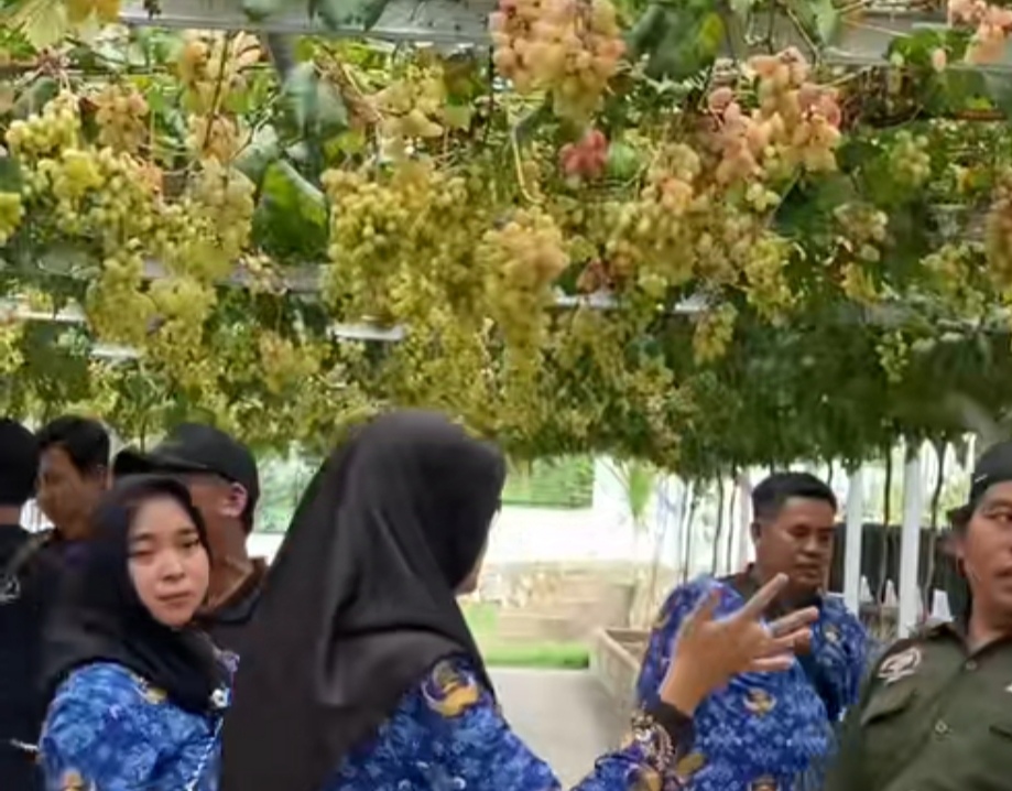 Mau Liburan Sambil Petik Anggur di Tuban? Simak Lokasi dan Tiket Masuknya