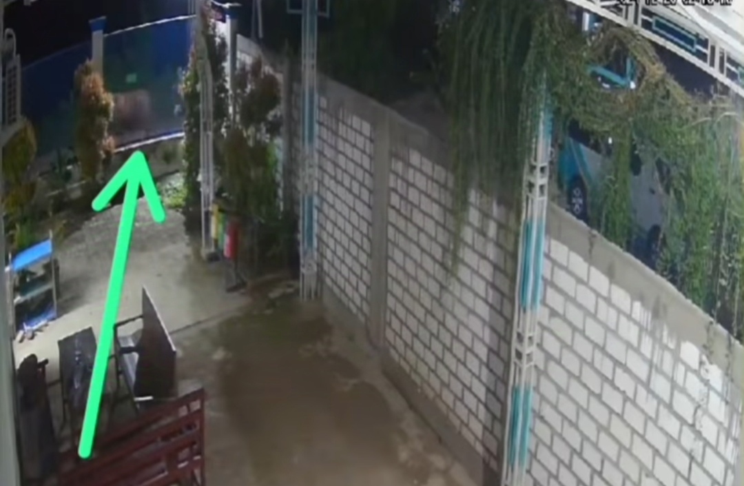 Video Pencurian Sapi di Tuban Viral di Medsos
