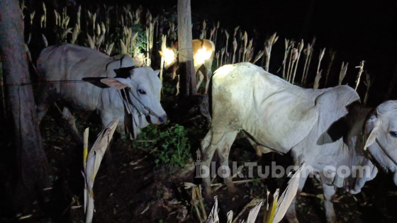 Tersedia 7.000 Dosis, Prioritas Vaksin PMK untuk Sapi Potong, Perah, dan Kerbau di Tuban