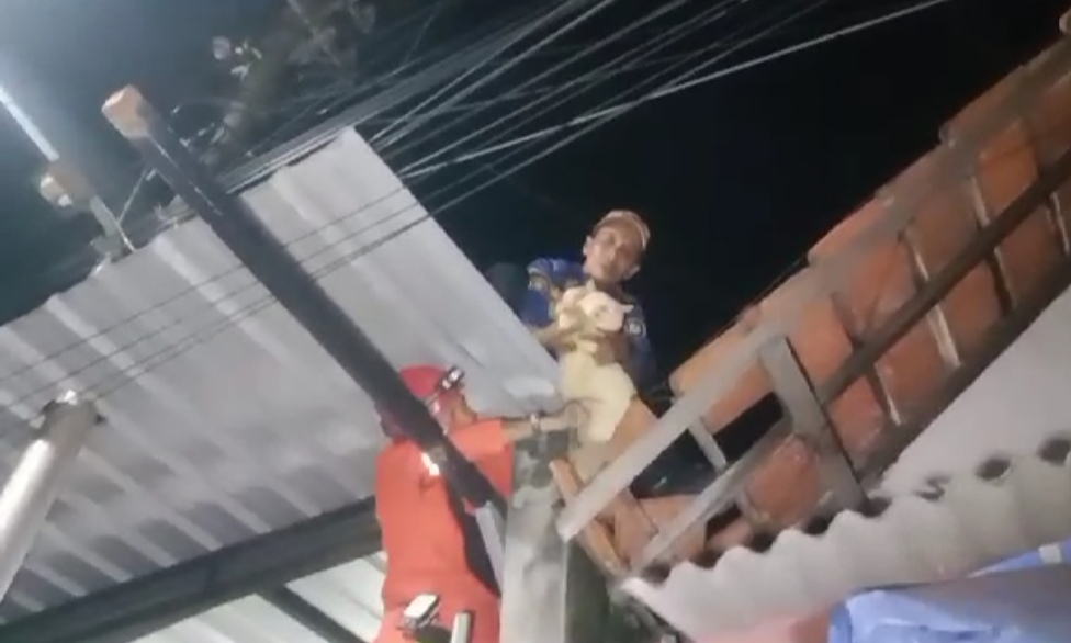 Dramatis! Tim Damkar Tuban Selamatkan Kucing Anggora yang Terjebak di Atap Selama Dua Hari