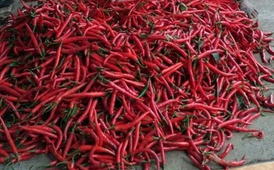 Harga Cabai di Tuban Meroket, Setara dengan Daging Sapi