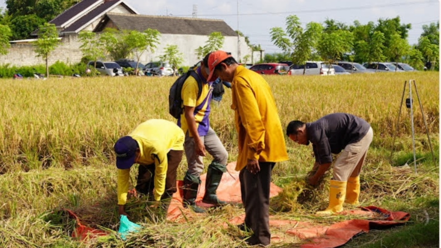 Produksi Padi di Tuban pada 2024 Capai 523.067 Ton GKG, Meningkat Dibanding 2023