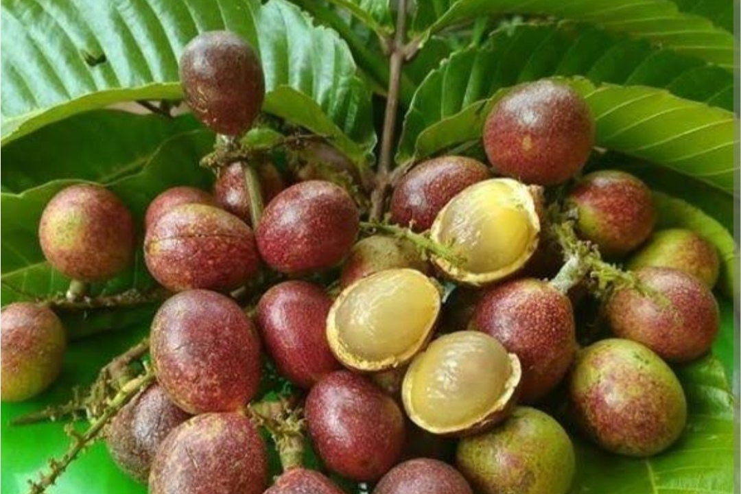Unggul Serap Karbon Dioksida, 3.500 Bibit Matoa Ditanam di Tuban