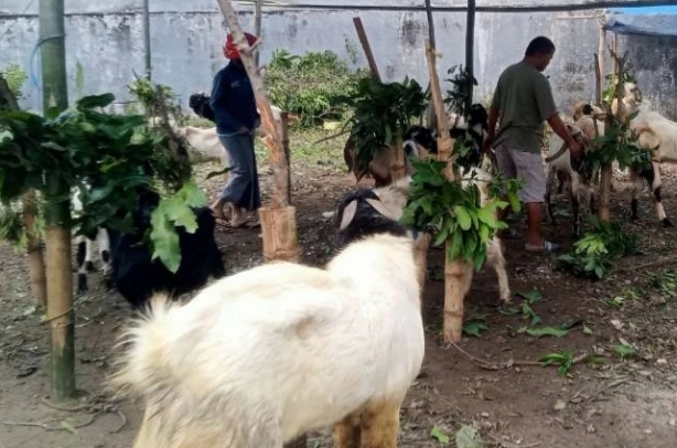Laris! Pedagang di Tuban Sediakan Jasa Titip Kambing Gratis Sampai Hari H