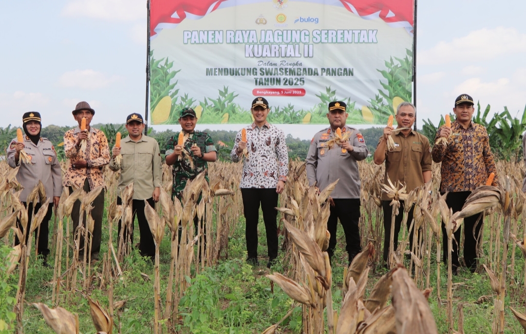 Gudang Bulog Disiapkan, Petani Tuban Nikmati Harga Jagung Rp5.500/Kg