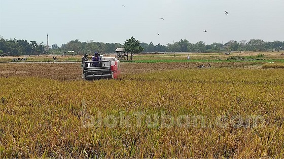 Harga Gabah di Tuban Naik, Tembus Rp780 Ribu Per Kwintal