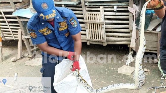Usai Makan 2 Ekor Ayam, Ular Piton Diamankan Petugas Damkar Tuban