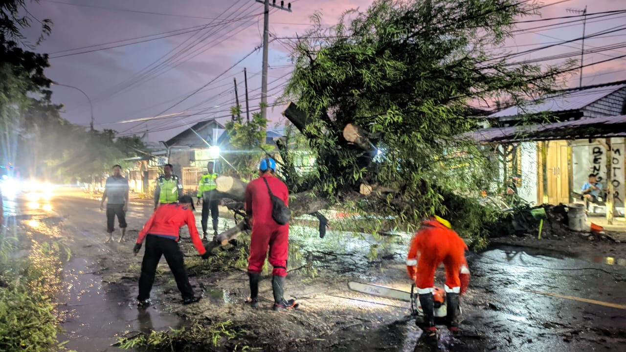 Imbas Pohon Tumbang di Jalur Daendels Tuban, Arus Lalulintas Macet Satu Kilometer