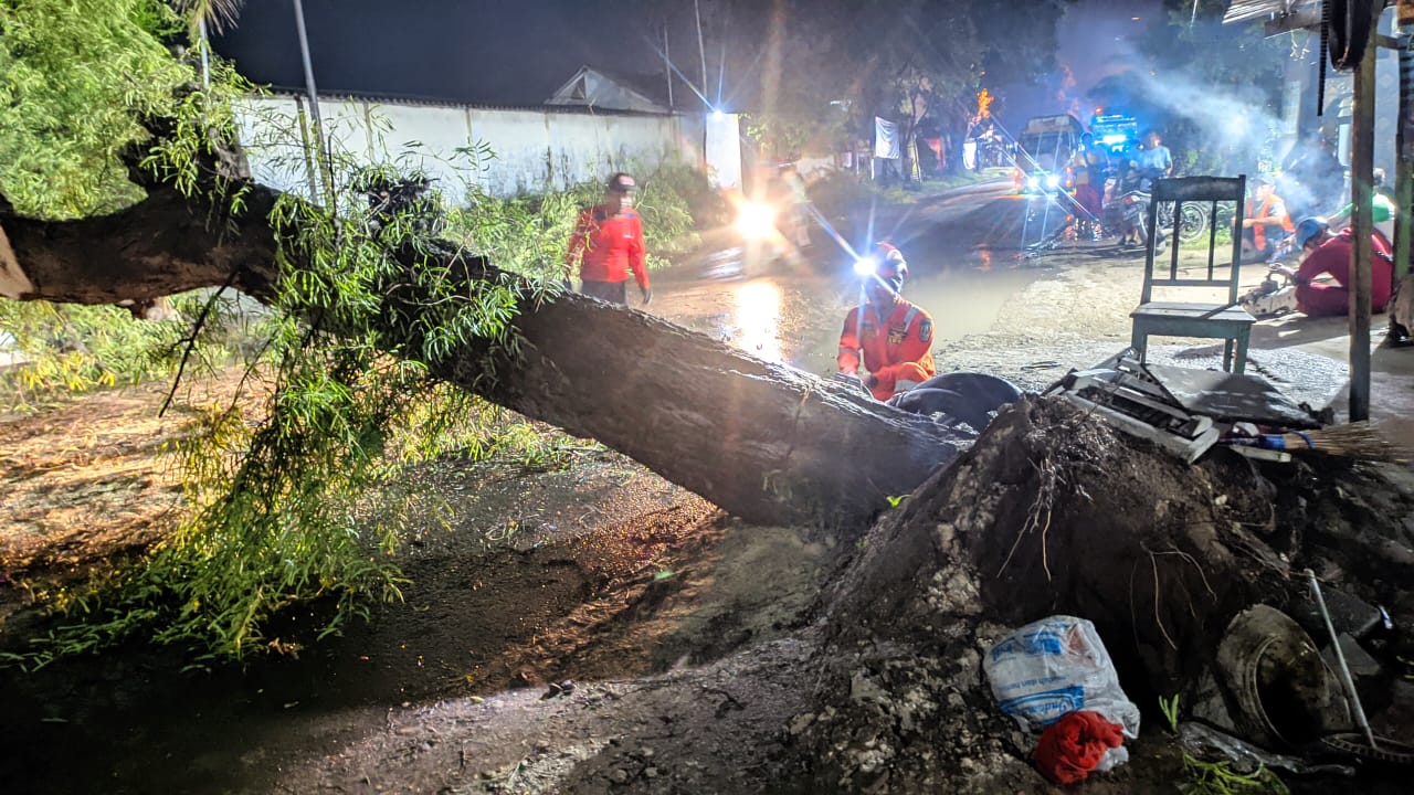 Batang Pohon Asam yang Menutupi Jalan Raya Daendels Tuban Ditarik Tronton